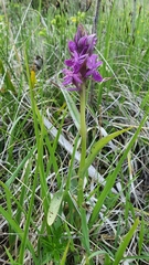 Dactylorhiza traunsteineri
