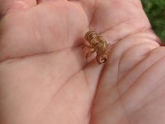 Oligoglena iphigenia