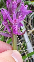 Dactylorhiza traunsteineri