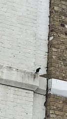 Sturnus vulgaris