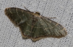 Lophophleps triangularis