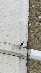 Sturnus vulgaris