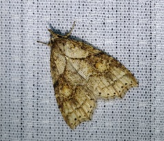 Olulis puncticinctalis