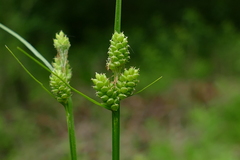 Carex hirsutella