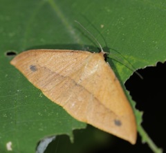 Pseudonadagara semicolor