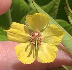 Lysimachia lanceolata
