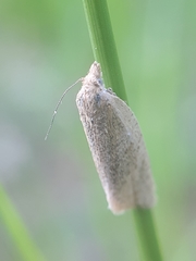 Clepsis senecionana