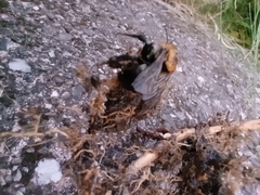 Bombus