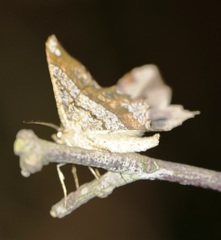 Chiasmia monticolaria