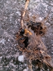 Bombus