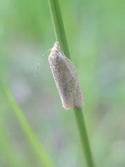 Clepsis senecionana