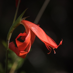 Gladiolus saundersii