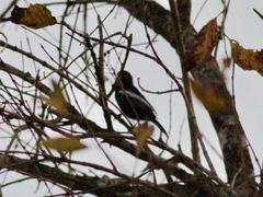 Melaniparus guineensis