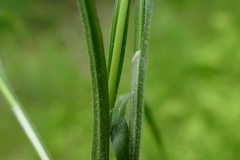 Carex hirsutella