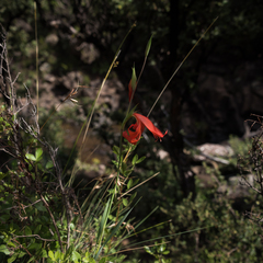 Gladiolus saundersii