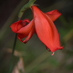 Gladiolus saundersii