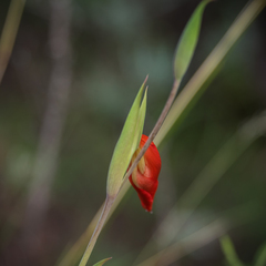 Gladiolus saundersii