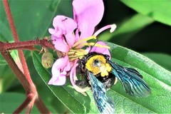 Xylocopa flavonigrescens
