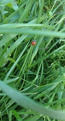 Coccinella septempunctata