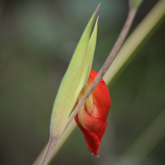 Gladiolus saundersii