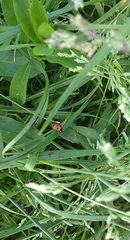 Coccinella septempunctata