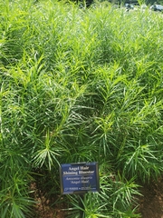 Amsonia illustris