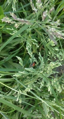 Coccinella septempunctata