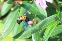 Xylocopa flavonigrescens