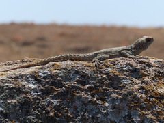 Oplurus cuvieri