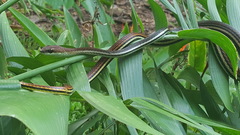 Dendrelaphis caudolineatus