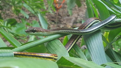 Dendrelaphis caudolineatus