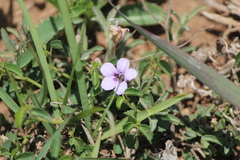 Dyschoriste linearis