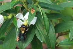Xylocopa flavonigrescens