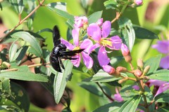 Xylocopa flavonigrescens