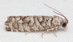 Retinia gemistrigulana