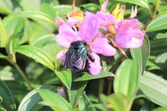 Xylocopa flavonigrescens