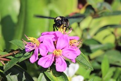 Xylocopa flavonigrescens