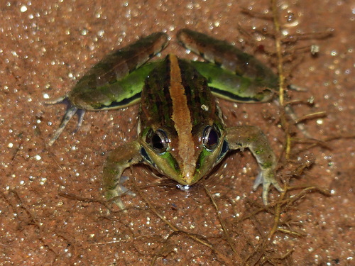 Mascarene Ridged Frog