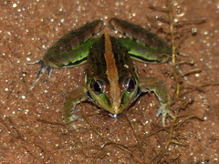 Mascarene Grass Frog photo 5