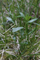 Sericocarpus rigidus