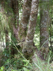 Nothofagus truncata