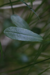 Sericocarpus rigidus