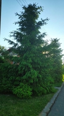 Cedrus deodara