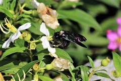 Xylocopa flavonigrescens
