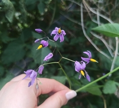 Solanum dulcamara