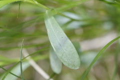 Sericocarpus rigidus