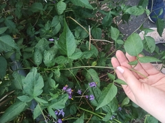 Solanum dulcamara