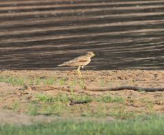 Burhinus senegalensis