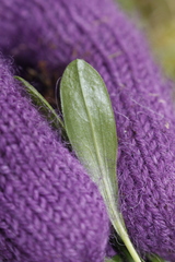 Sericocarpus rigidus