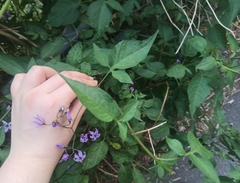 Solanum dulcamara